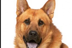 Pets for adoption 2.5-2.12.15