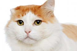Pets for adoption 1.29.15