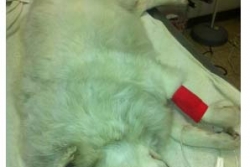 Man responsible for killing family dog pleads guilty