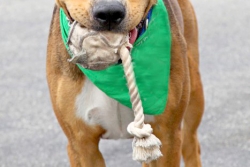 Tugging is fun for Fido