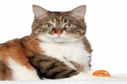 NKLA Pets of the Week