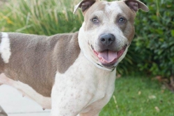 Pets of the week