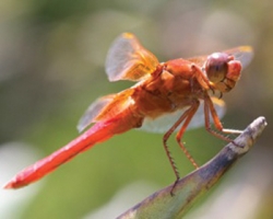 Photo Contest Winner – Wildlife