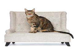 NKLA Pets of the Week