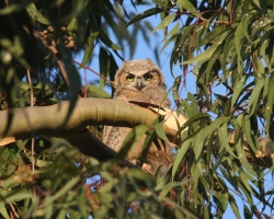 tn_owls