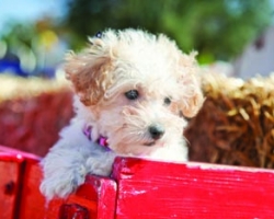 tn_pet_page (4)