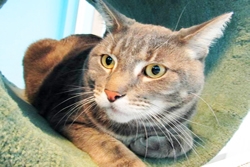 Pet of the Week March 28, 2016 – April 4, 2016