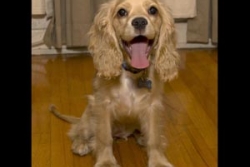 tn_puppy_bowl