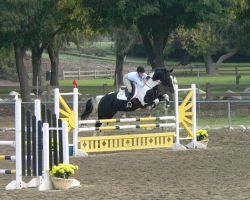 tn_sports_horse