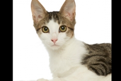 Pets for adoption