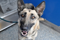 Pets of the Week: Oct. 19-25