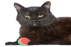 NKLA Pets of the Week
