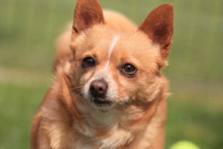 Pet of the Week May 19-26