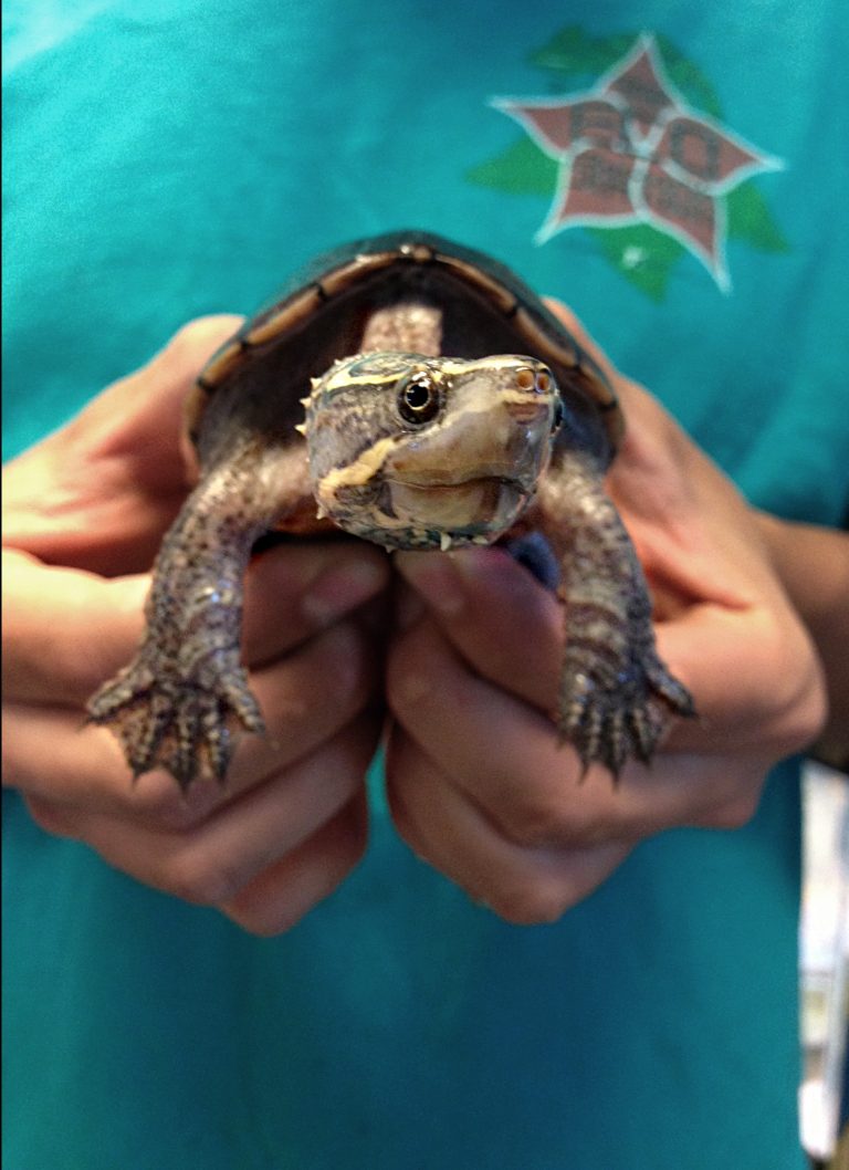 Exotic wildlife find home at STAR Eco Station – April 22 Children’s Earth Day plans tours, activities