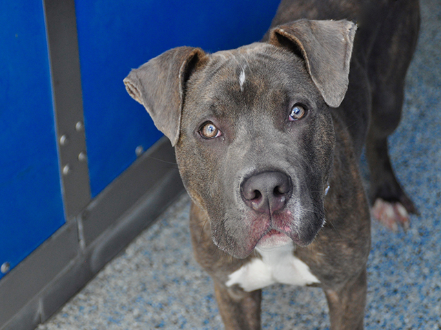 Pets of the Week