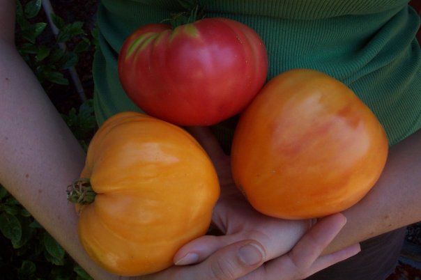 Culver City Garden Club offers “Backyard Biodiversity”